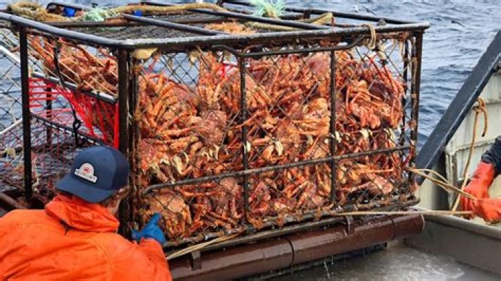 Unveiling the Thrills of the King Crab Fishing Show